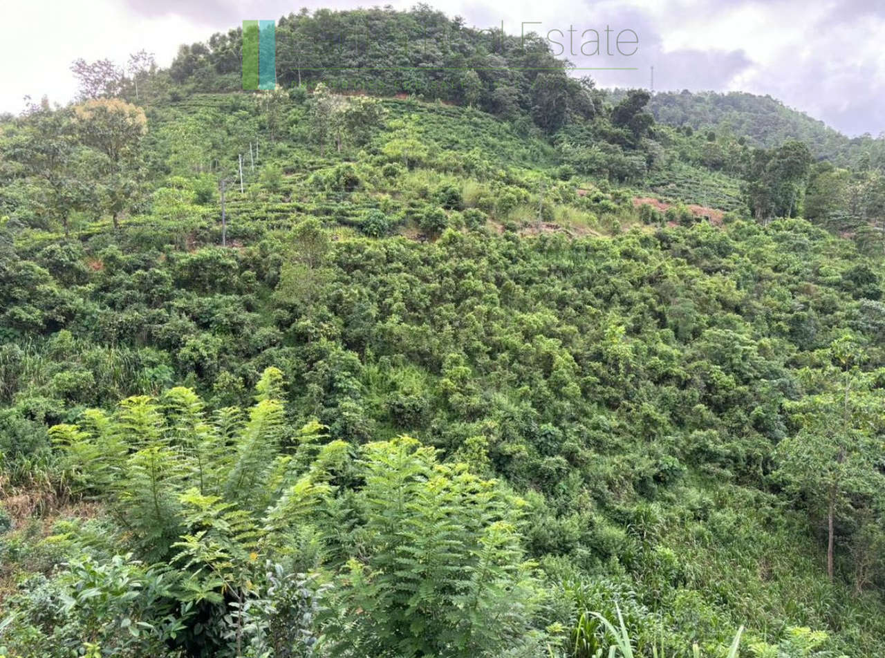 2024-0805-Dehiovita-13_web